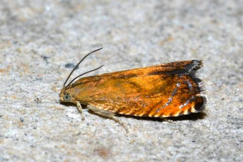 Pammene aurita